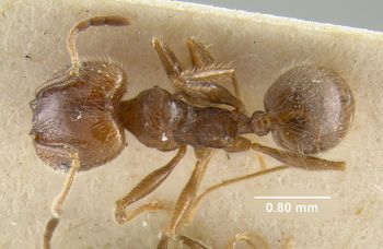Media type: image;   Entomology 20704 Aspect: habitus dorsal view